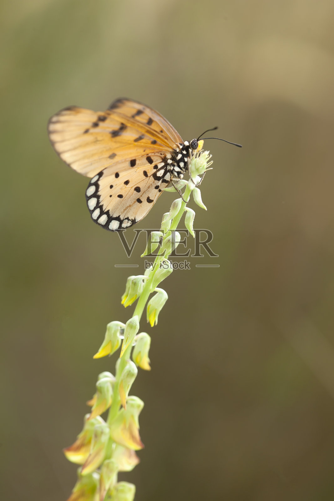 美丽的蝴蝶在大自然照片摄影图片