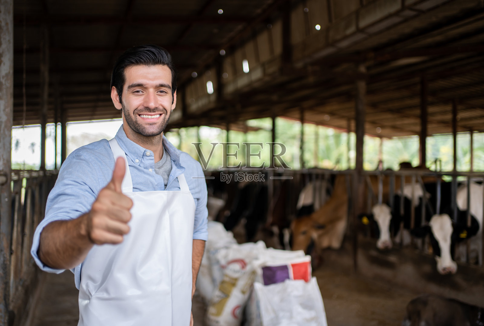 农民手捧颗粒状干燥饲料喂牛照片摄影图片