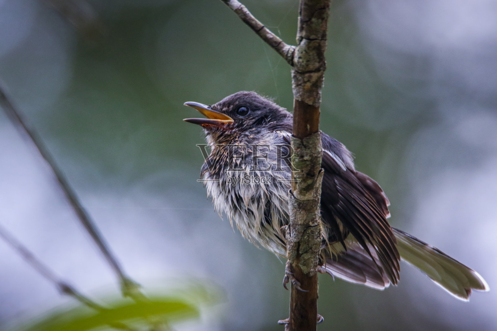啁啾的小鸟照片摄影图片