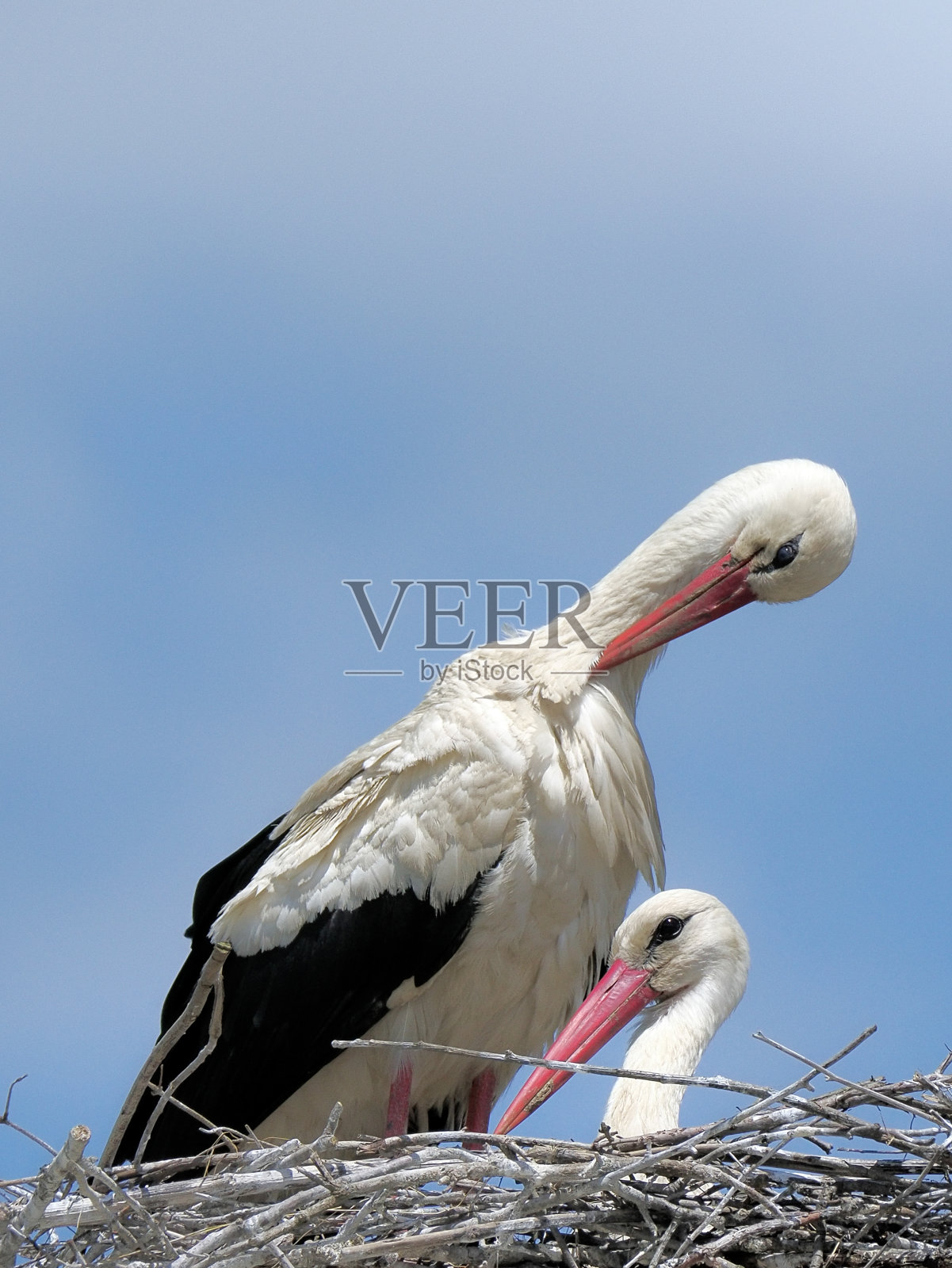 有几只鹳在巢里照片摄影图片