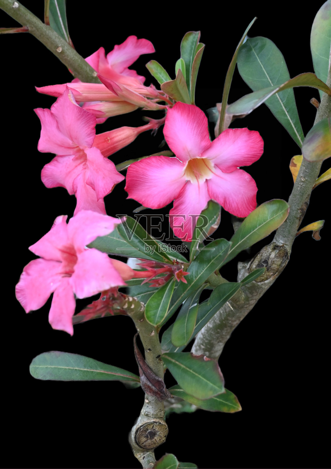 黑色背景上的日本桔梗植物(桔梗)。照片摄影图片