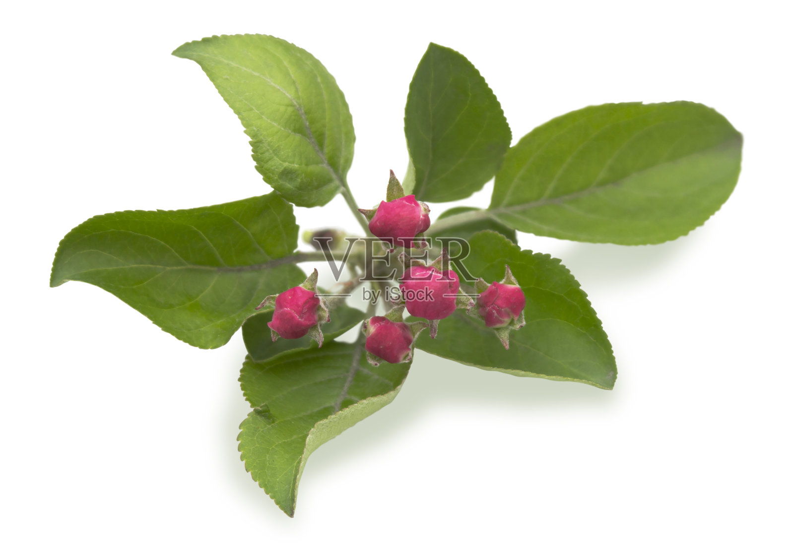 未开的苹果芽枝照片摄影图片