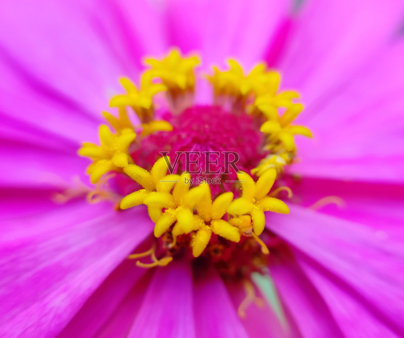 普通百日菊花的纹理照片摄影图片