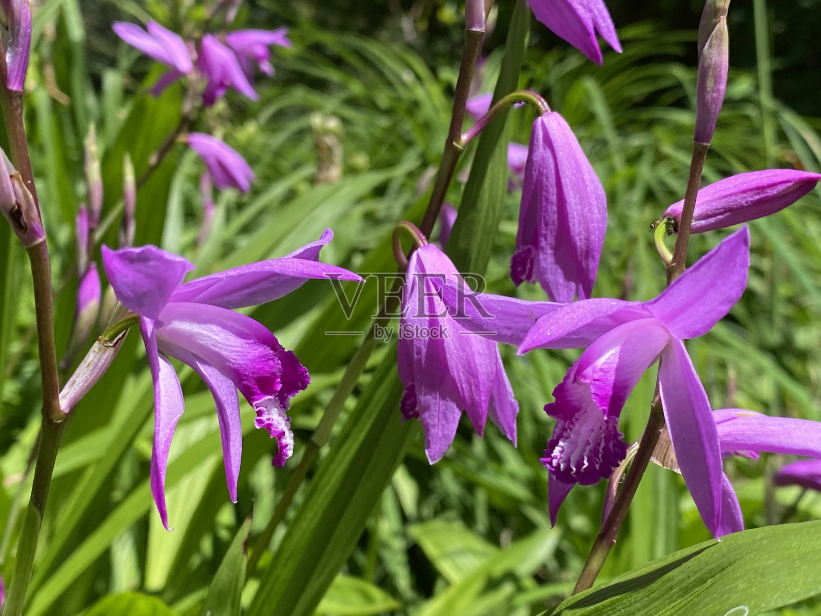 风信子兰(Bletilla striata, syn. B. hyacinthina, Bletia hyacinthina),中国地兰,日本兰花,Gartenorchidee, Bletilla Winterharte(苏黎世大学植物园)照片摄影图片