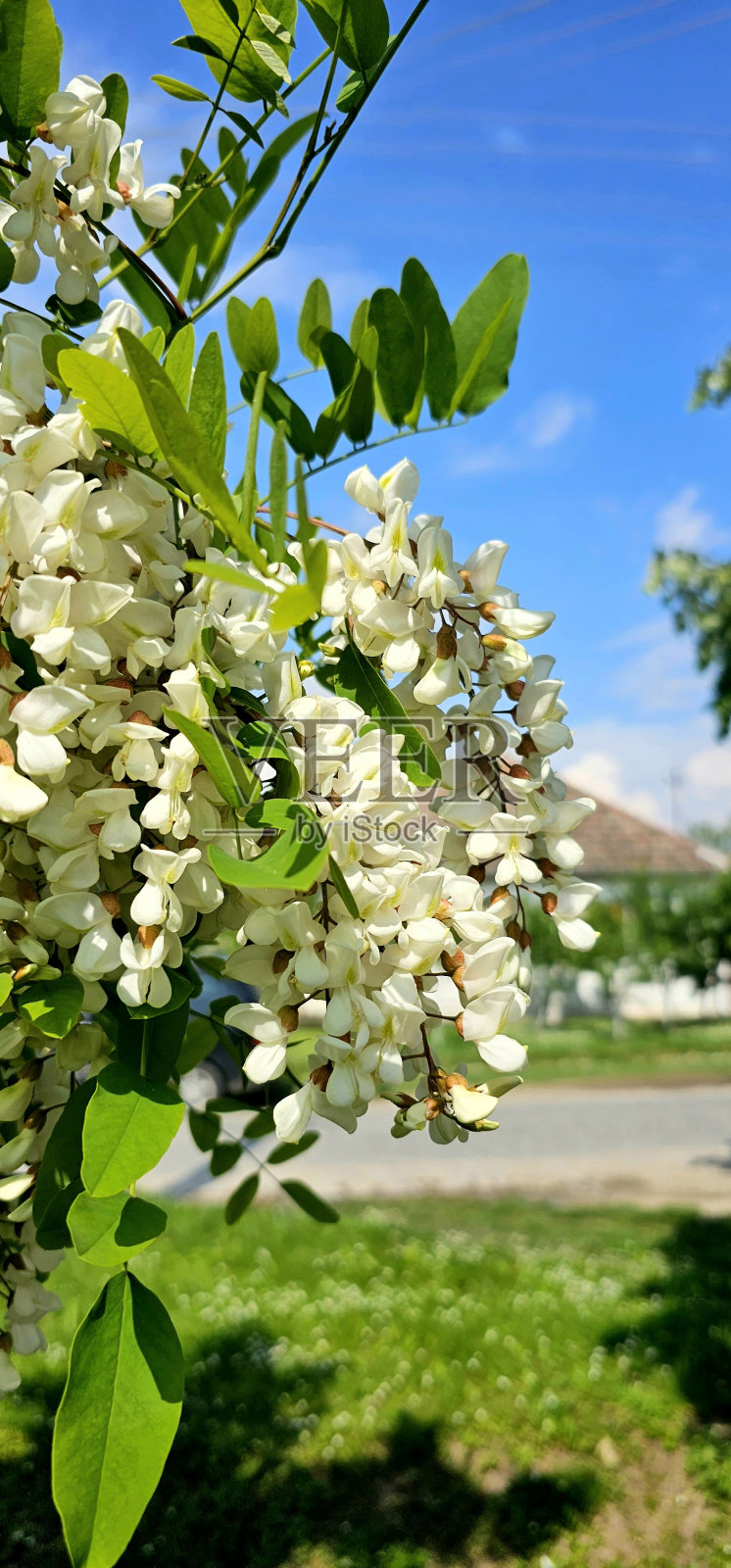 近景金合欢照片摄影图片