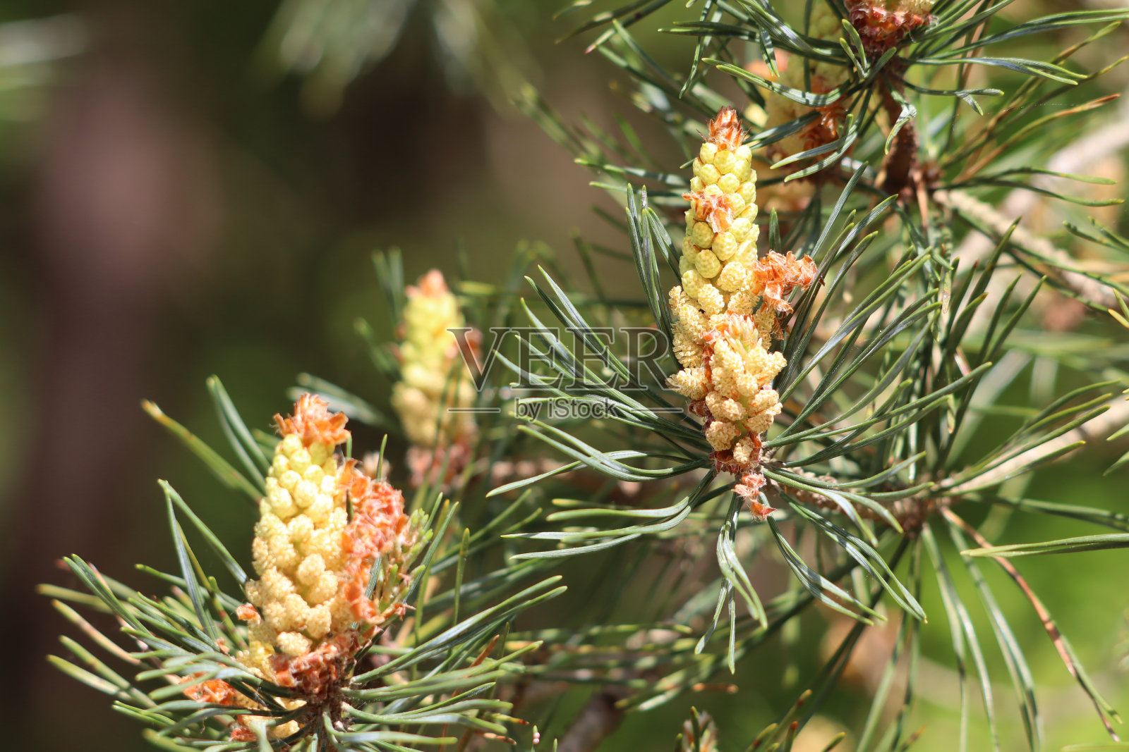 树照片摄影图片