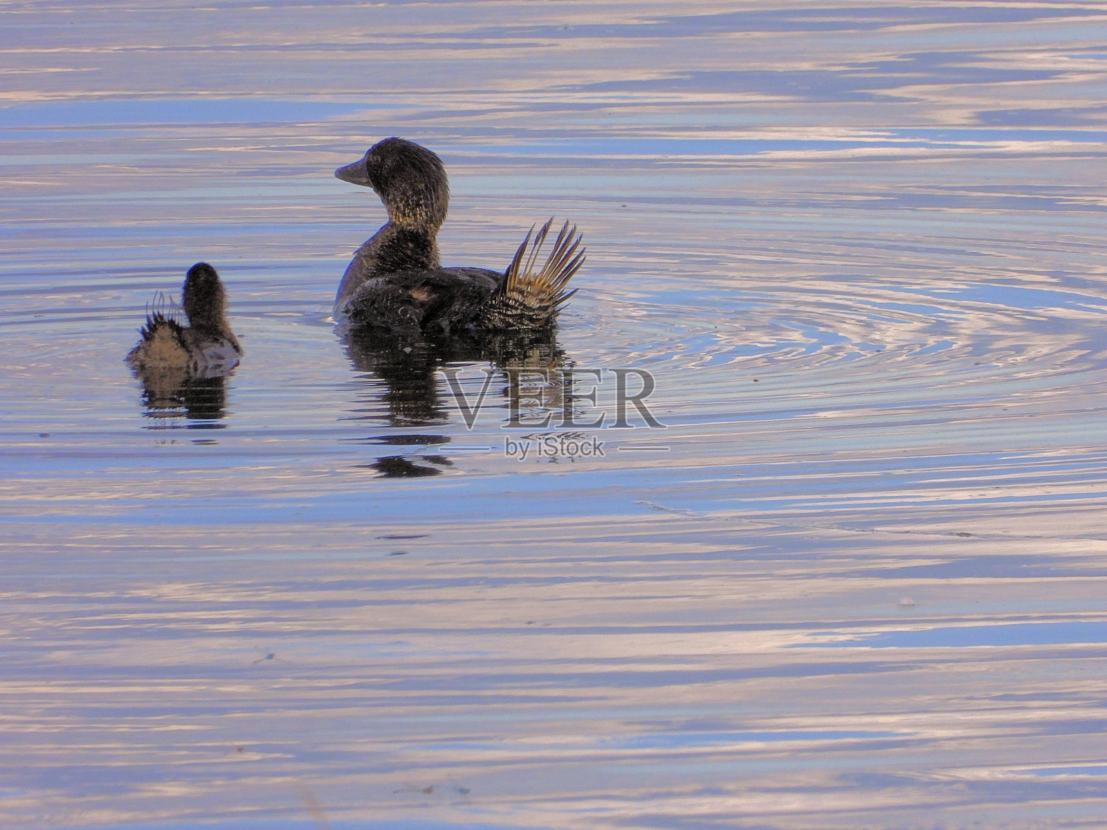 Purrumbete湖,维多利亚,澳大利亚照片摄影图片