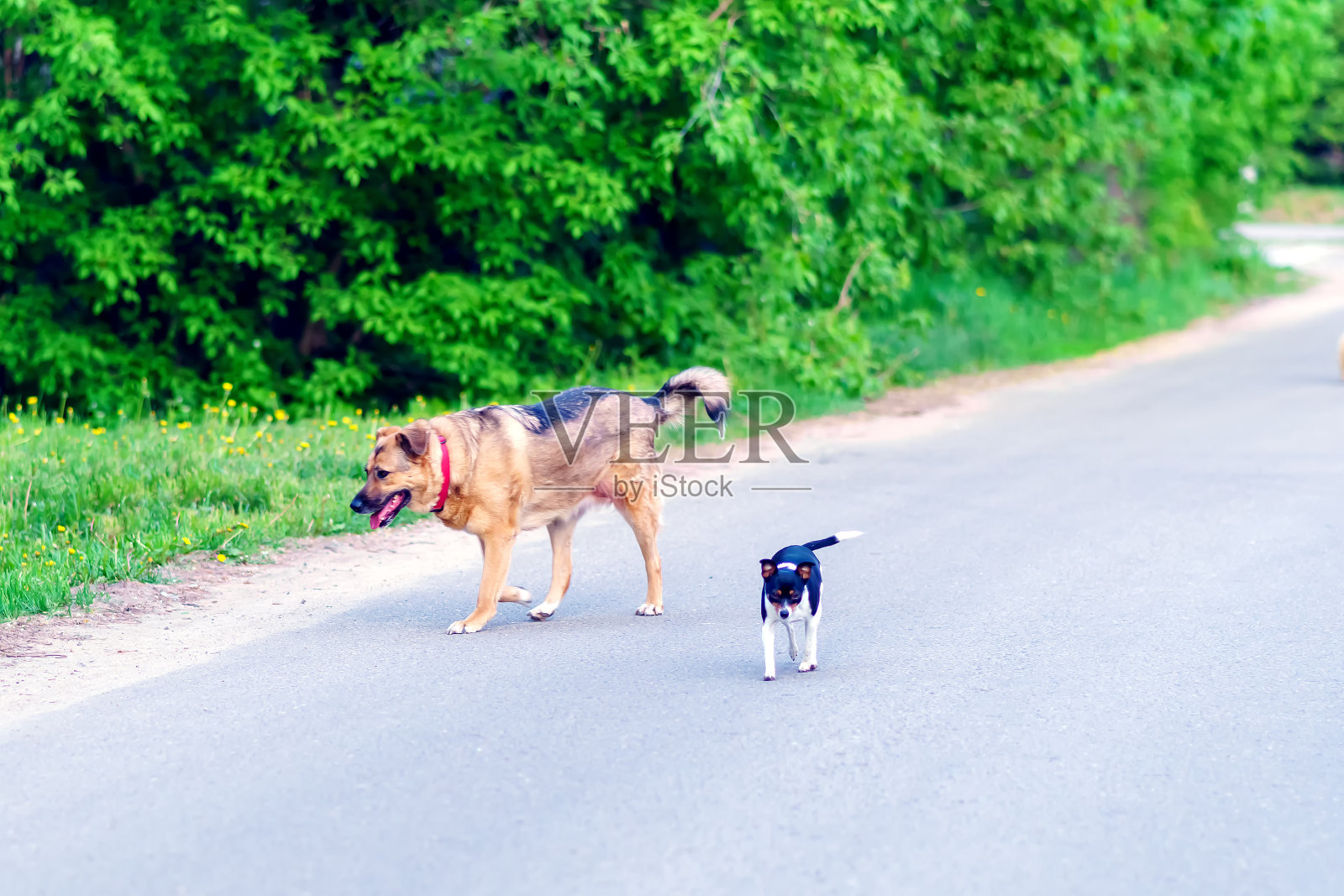 大大小小的狗一起在路上奔跑照片摄影图片