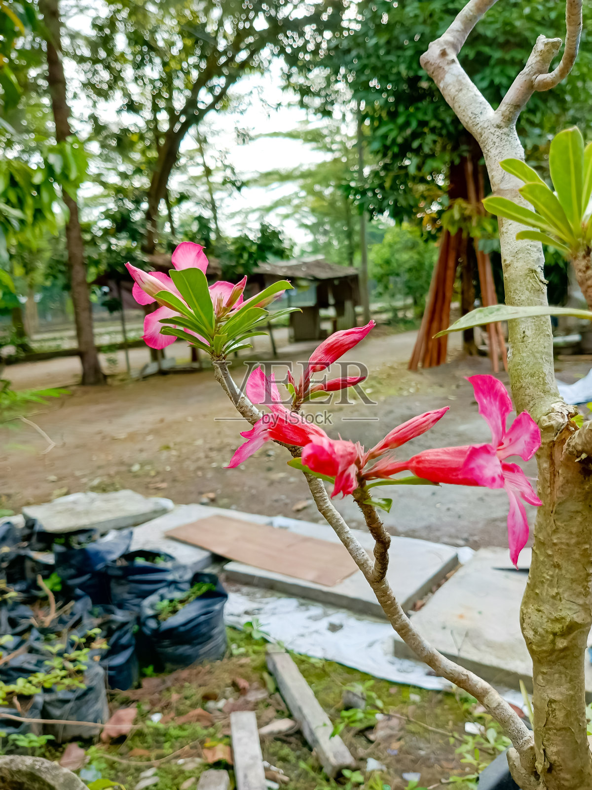 图片来源:柬埔寨,日本的一种植物照片摄影图片