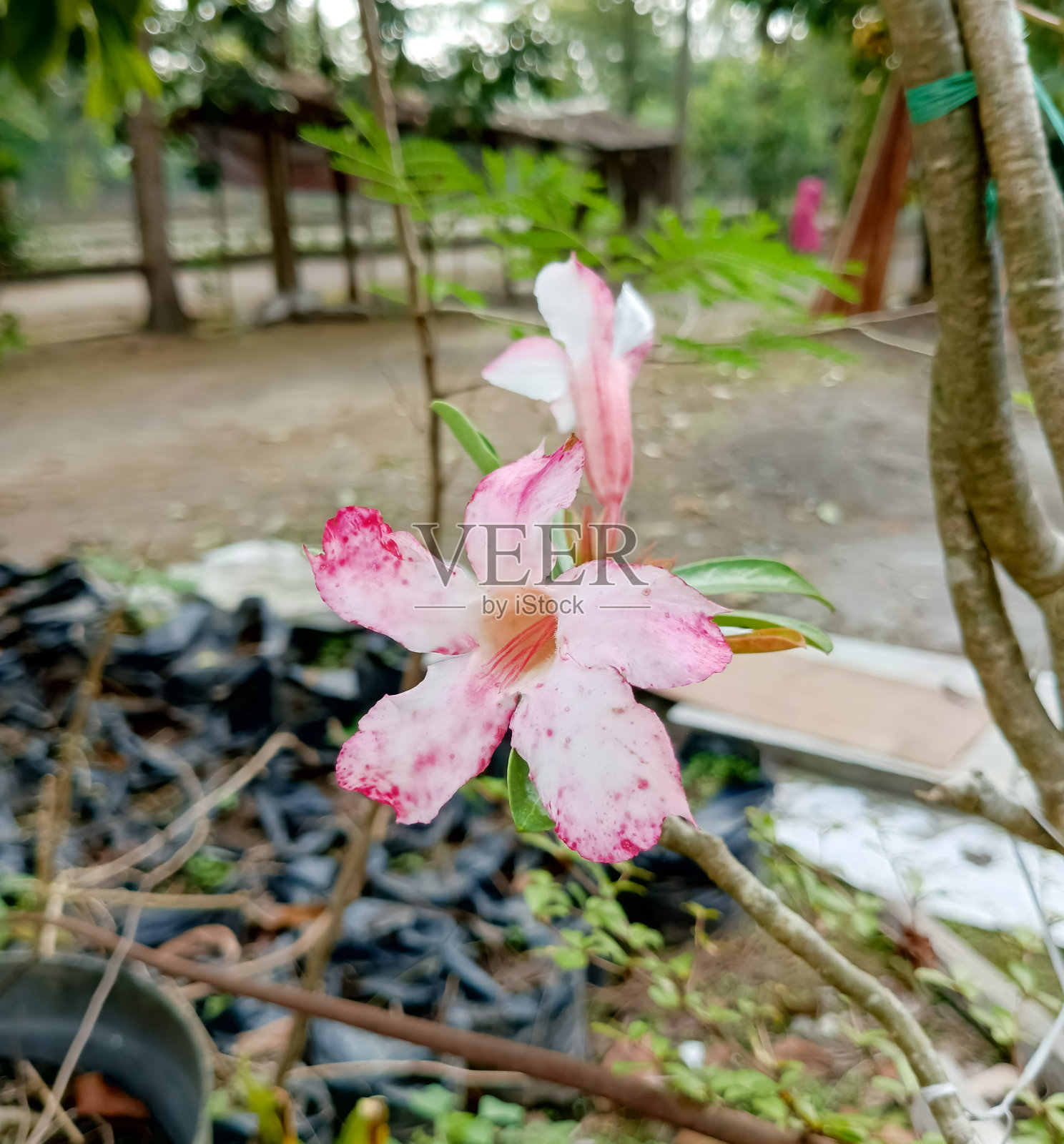 图片来源:柬埔寨,日本的一种植物照片摄影图片