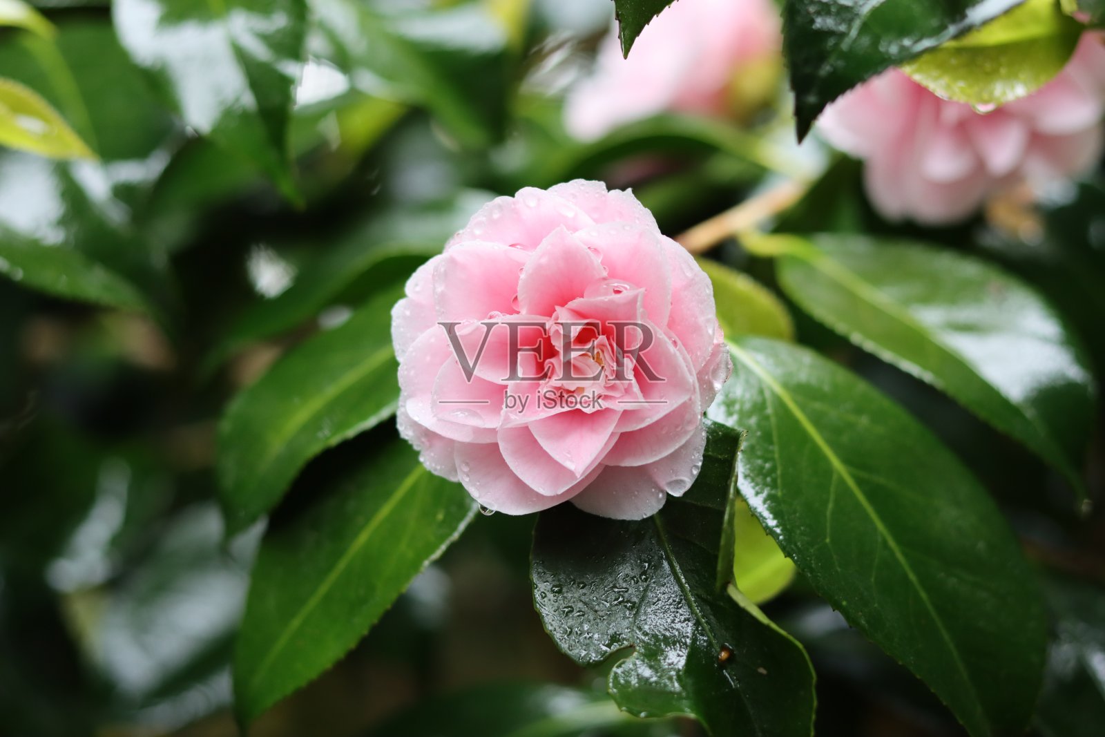 一张盛开的大朵粉红色山茶花的特写照片摄影图片