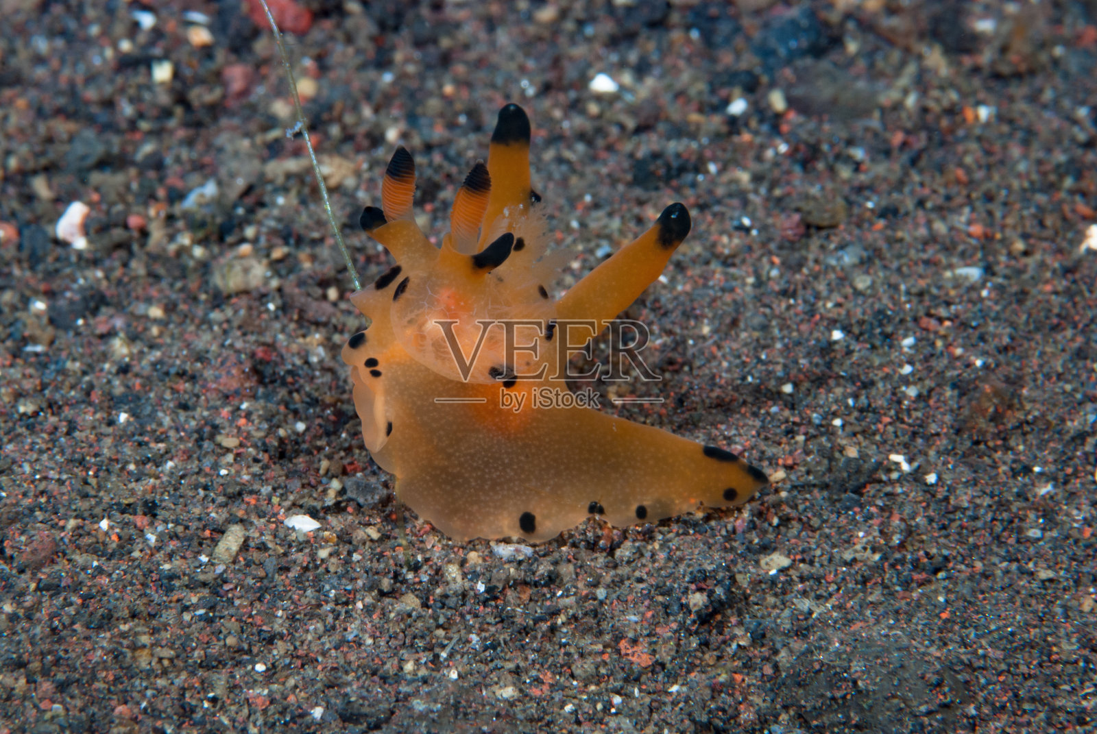 海蛞蝓照片摄影图片