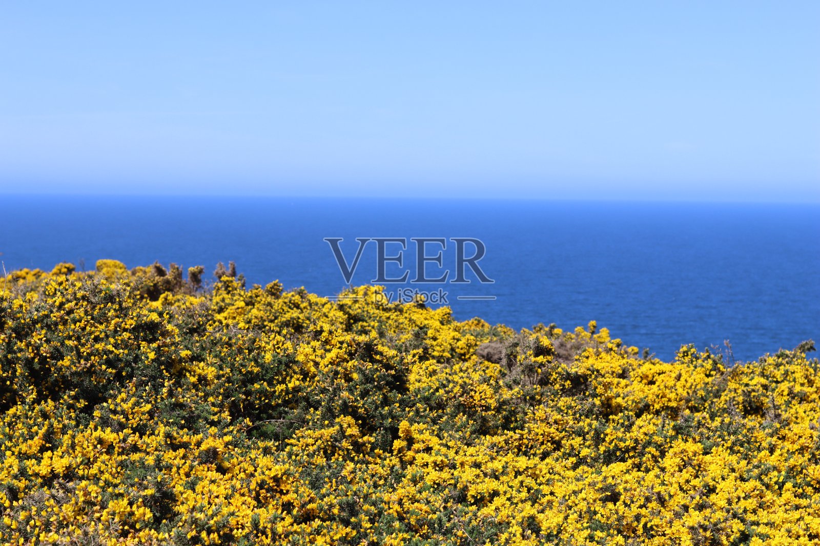 明亮的黄色金雀花在阳光下,蓝色的大海和天空的背景照片摄影图片