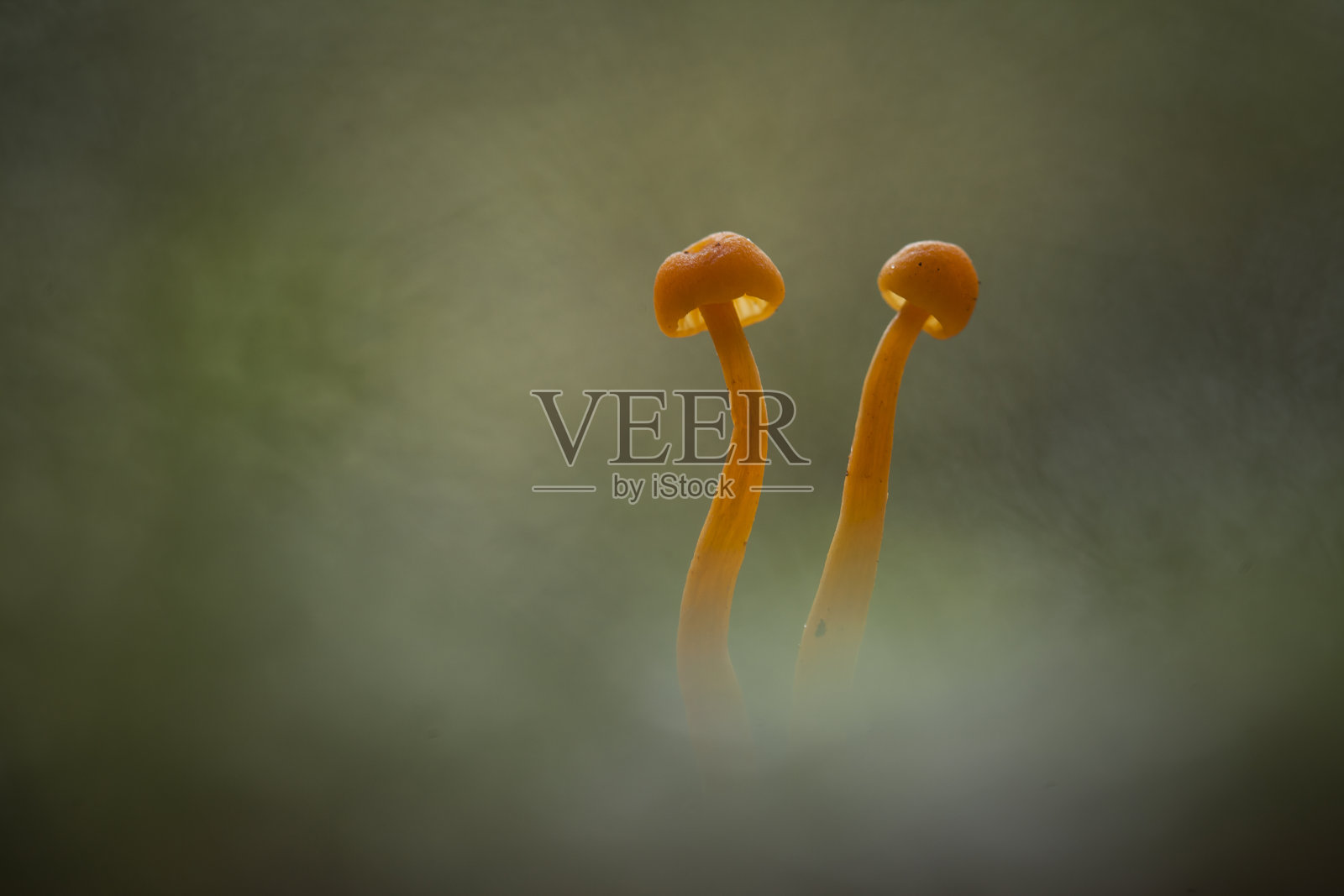 蘑菇的世界照片摄影图片