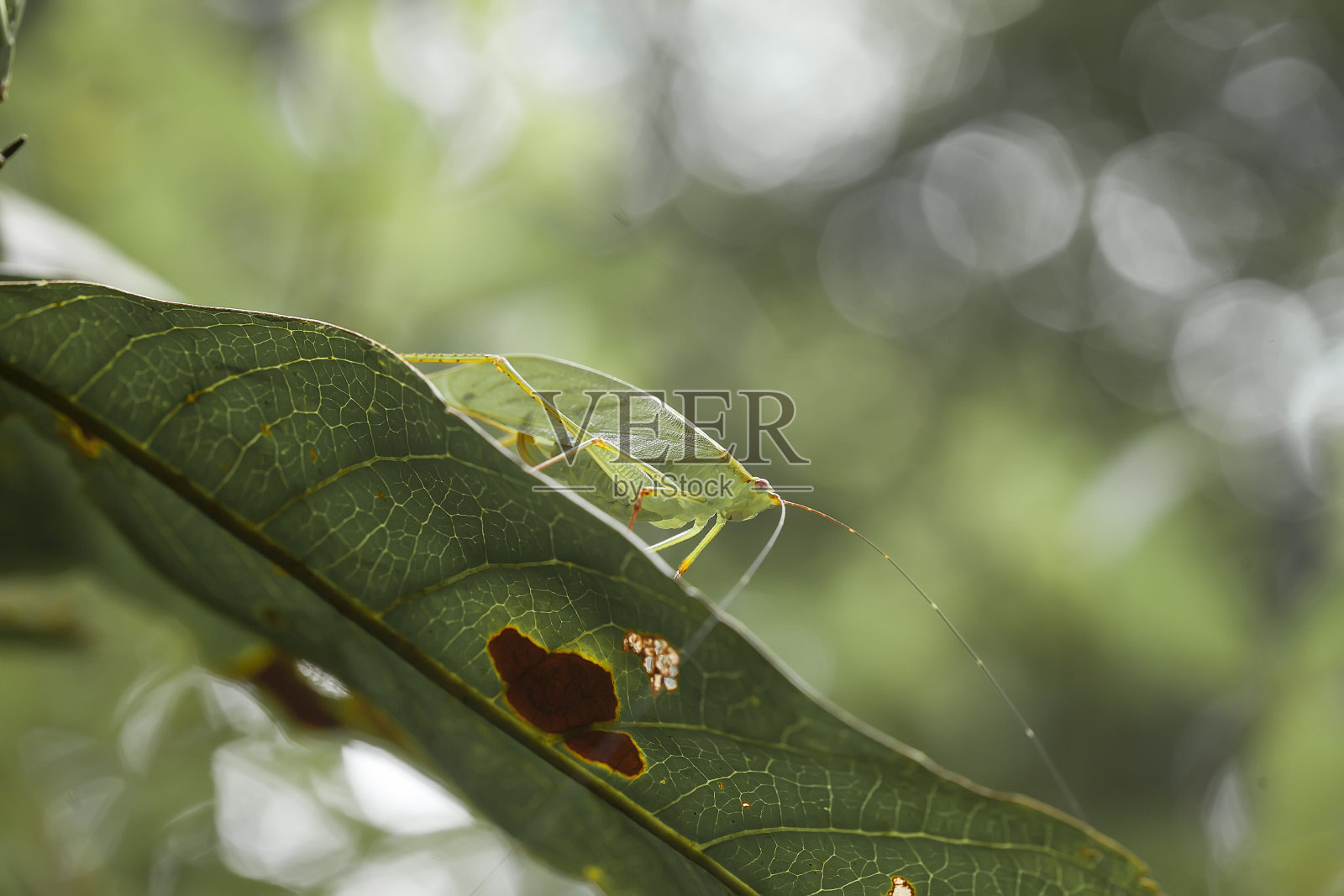 都是关于昆虫的故事照片摄影图片