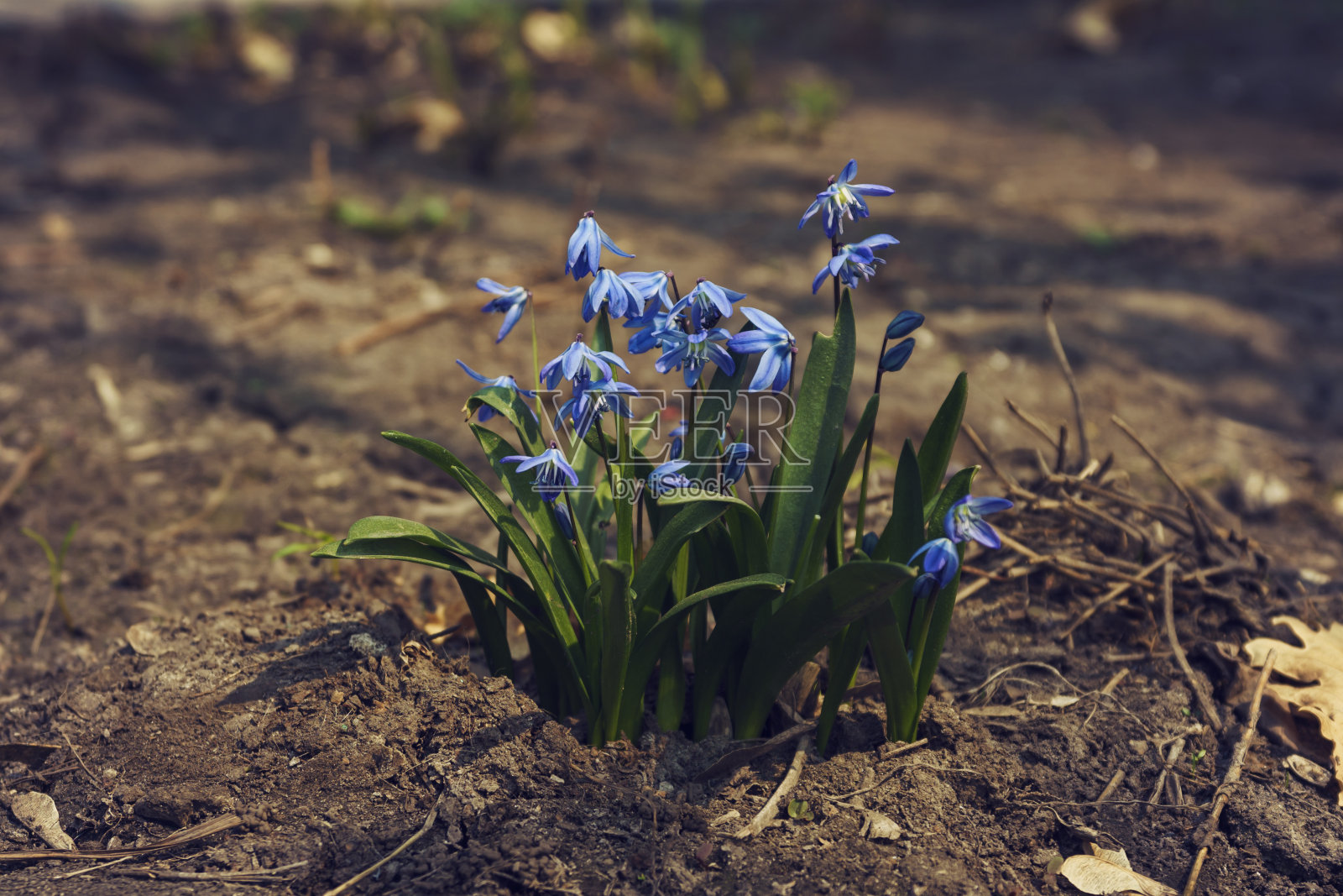 阳光明媚的春日,美丽的樱草花被绿叶映衬着照片摄影图片
