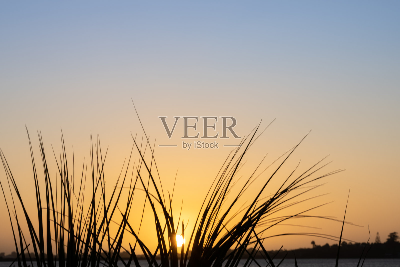 新一天日出的金色光芒透过植物的剪影照片摄影图片