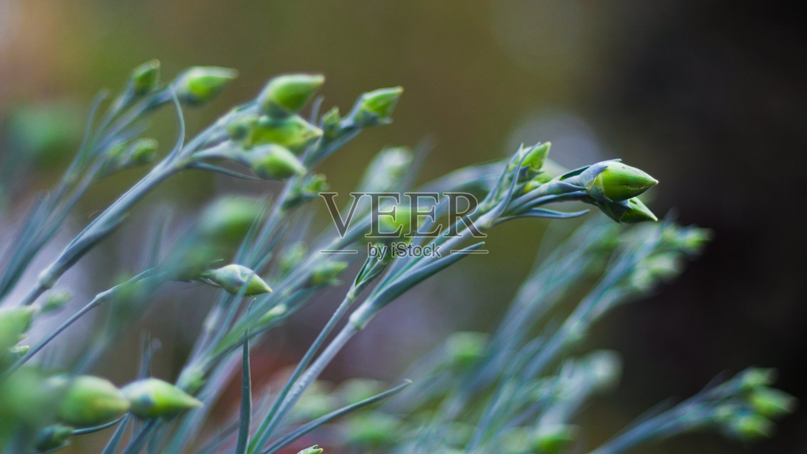 花蕾照片摄影图片