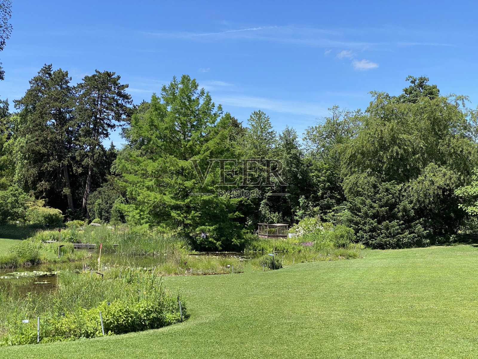 瑞士苏黎世大学植物园或Botanischer Garten der Universität z<e:1> rich (Botanischer Garten der Universitat Zurich - Botanischer Garten der Universitaet Zuerich)照片摄影图片