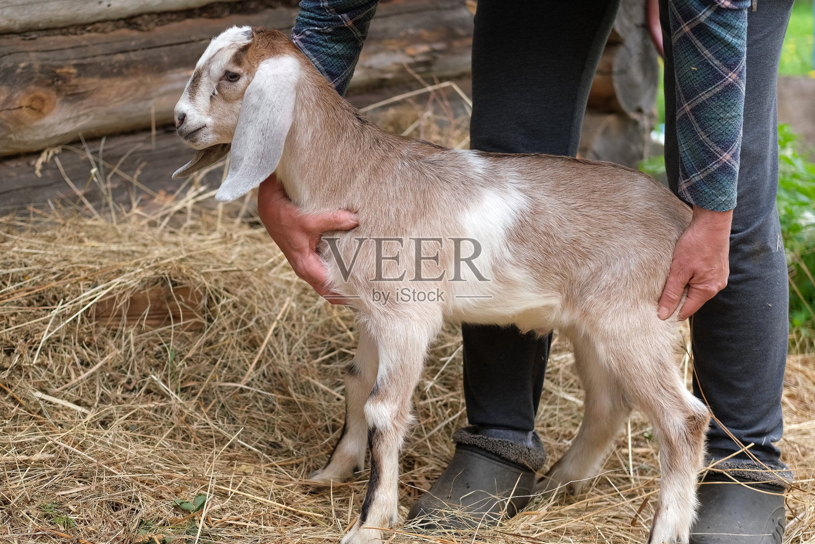 盎格鲁-努比亚山羊是英国的家山羊品种。小努比亚长耳山羊在农民的手上。质朴的复古木制背景。农场生活时刻。羊奶的好处。照片摄影图片