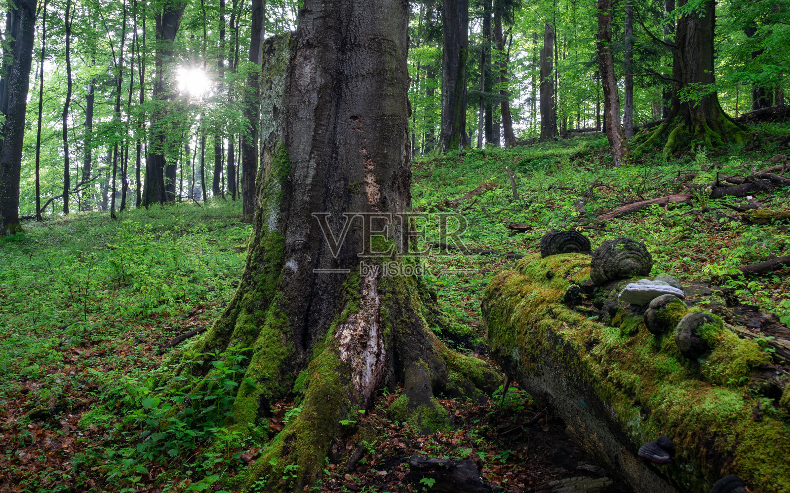 成熟山毛榉林,原始林照片摄影图片