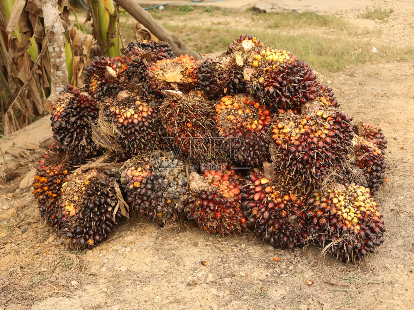 收获后的棕榈果实堆在路边照片摄影图片
