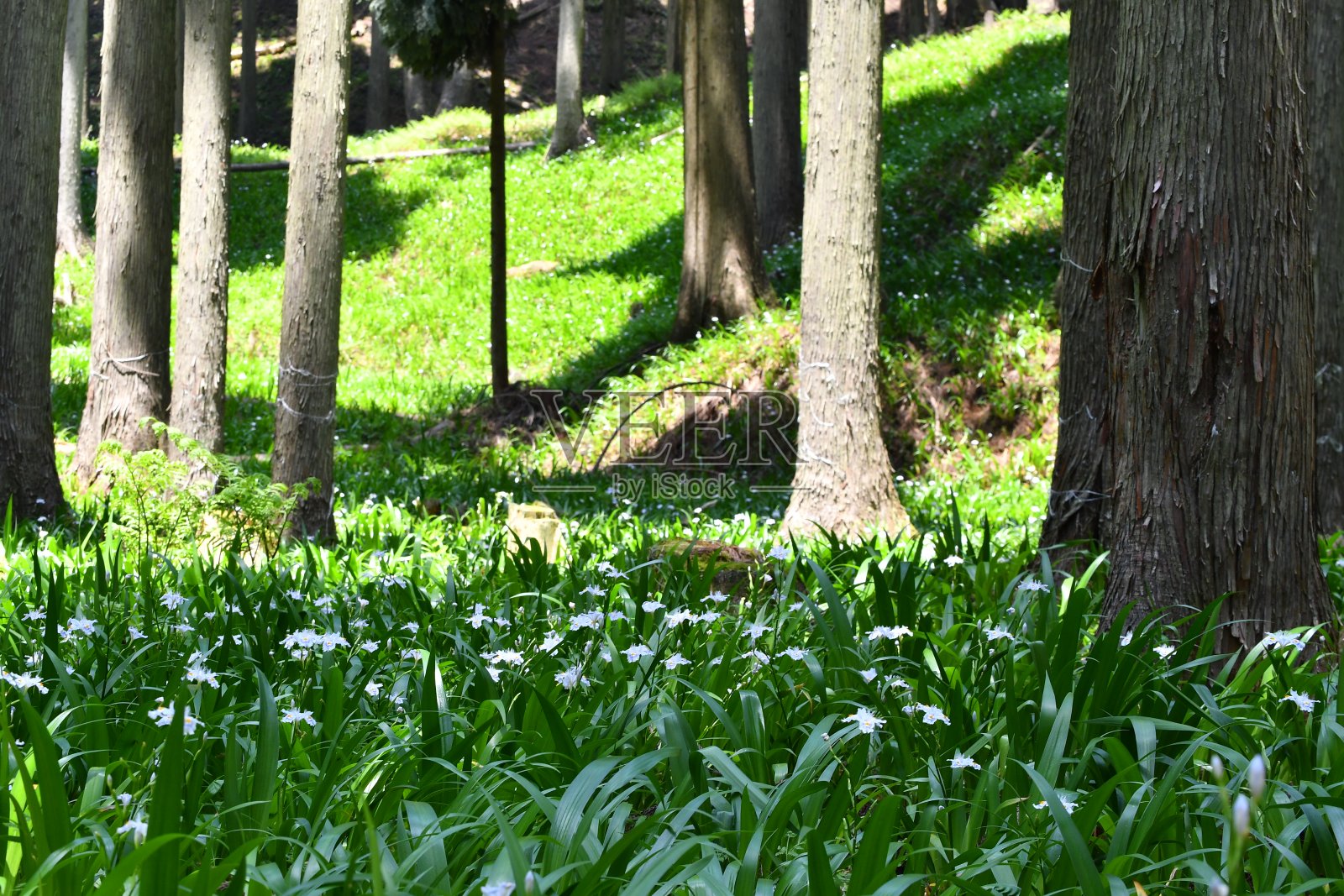 紫苏(Perilla frutescens变种)的野花照片摄影图片