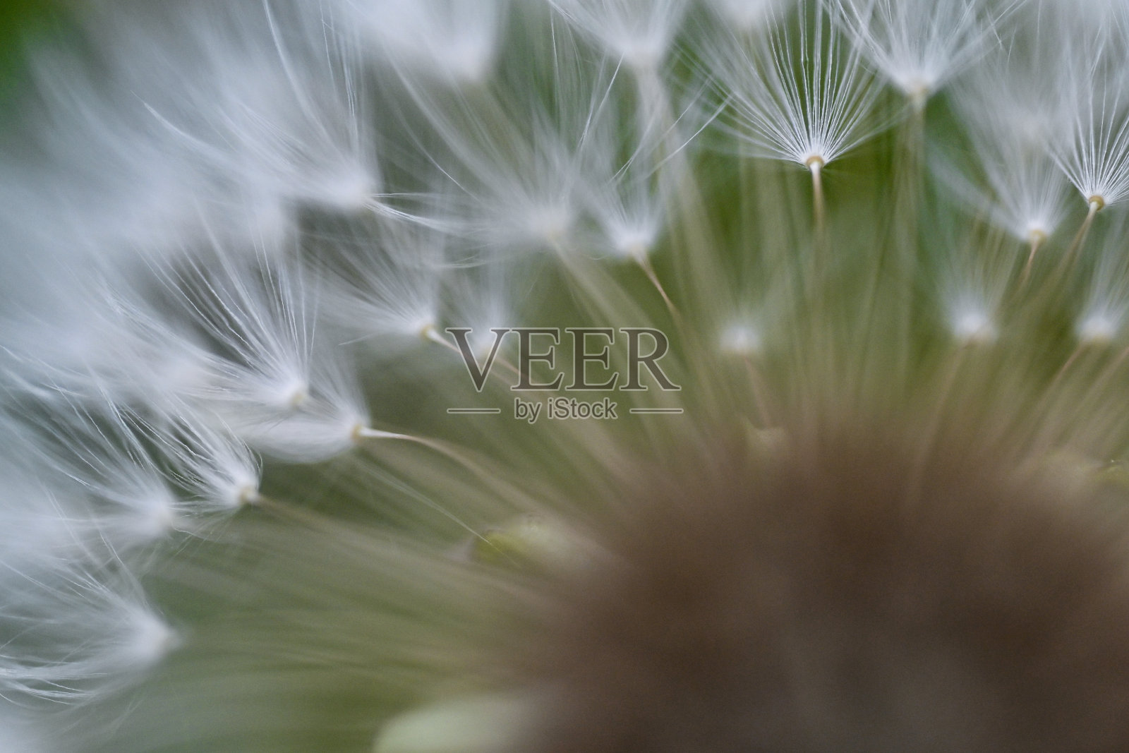 蒲公英的花照片摄影图片