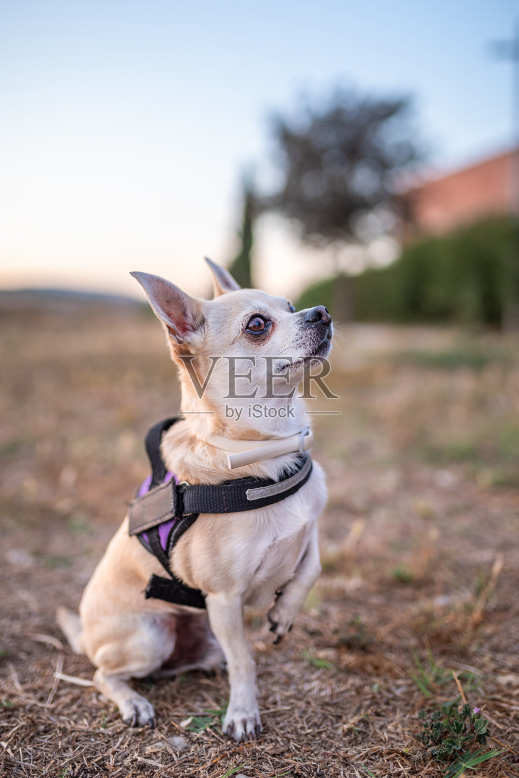 公园里的吉娃娃看着它的主人照片摄影图片