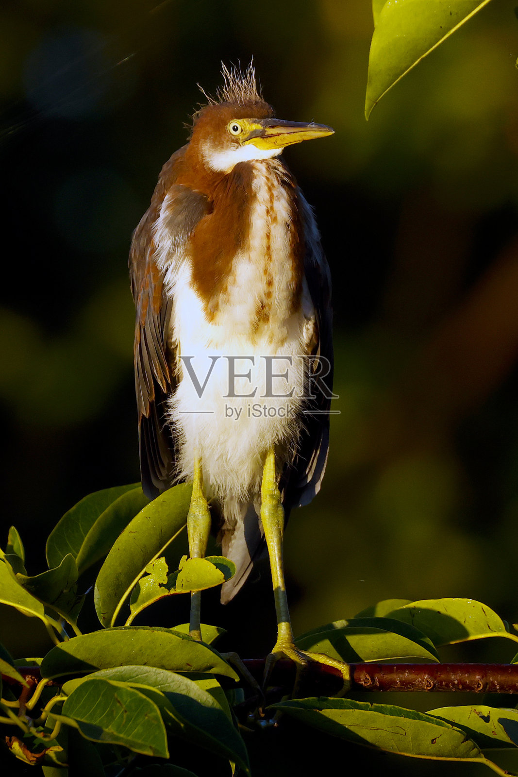 Wakodahatchee湿地的红白鹭照片摄影图片