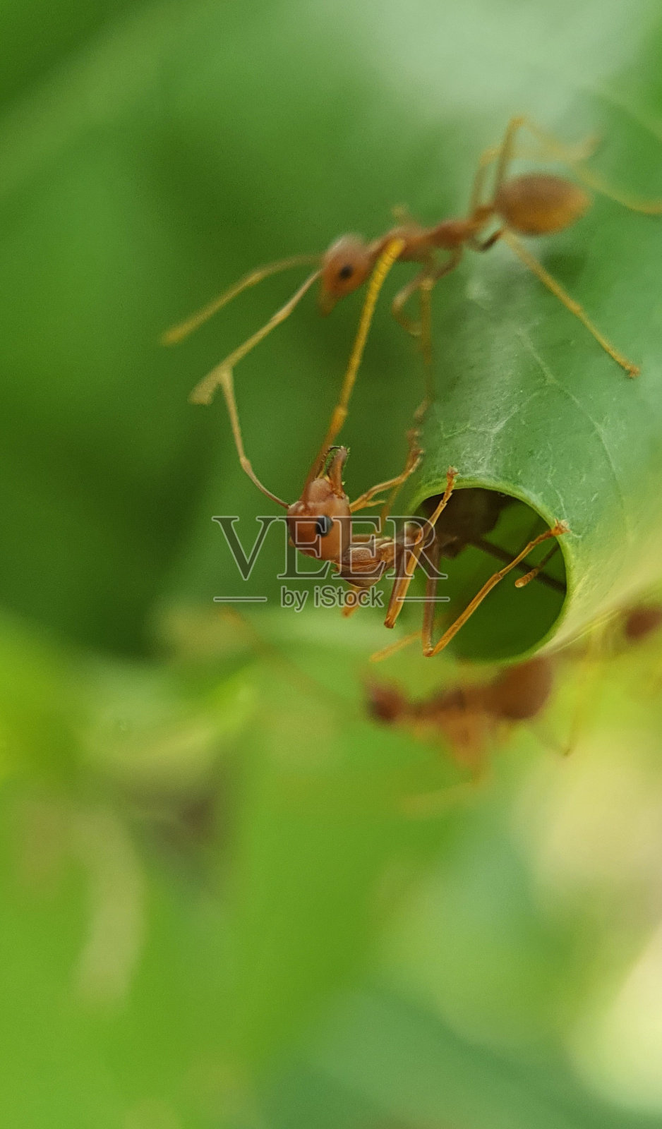 编织蚁相互作用照片摄影图片