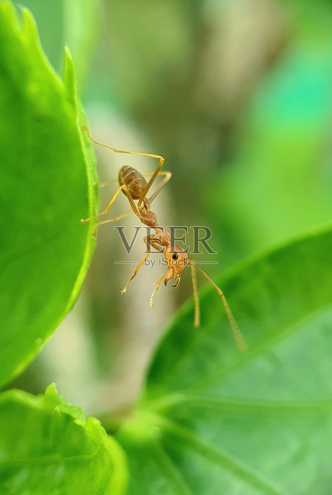 编织蚁面朝下站在绿叶上照片摄影图片