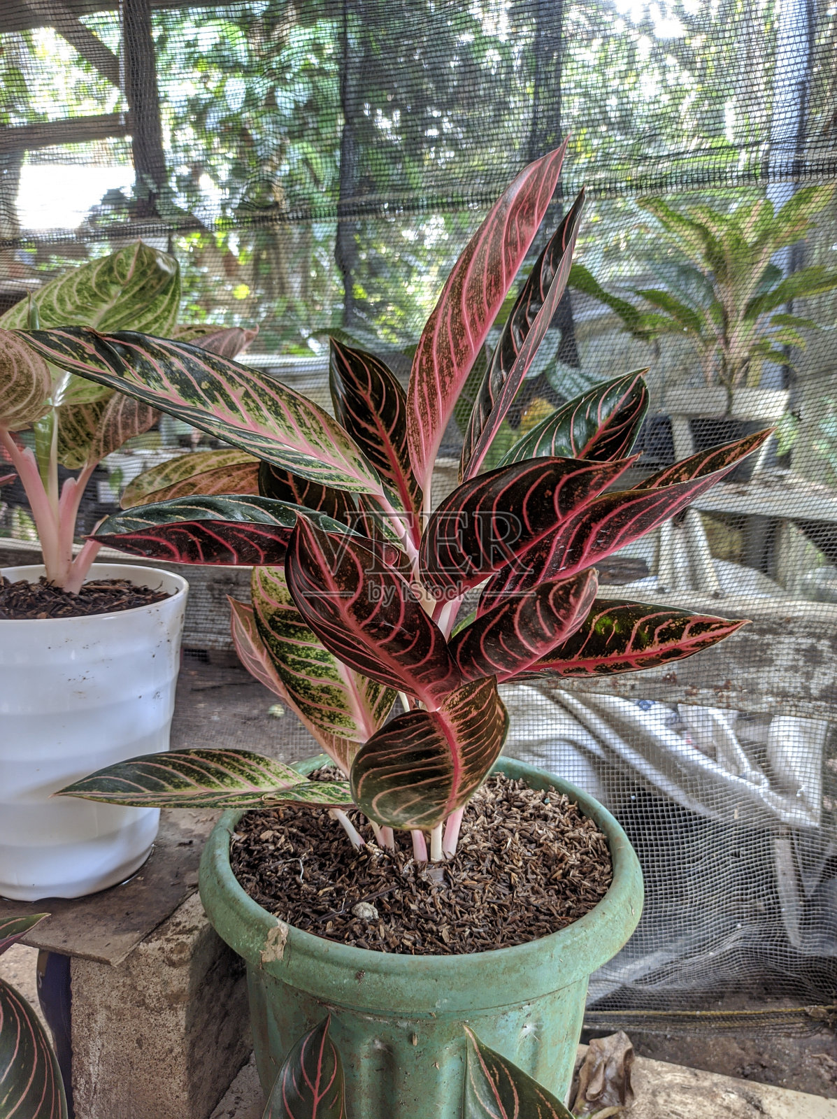 Aglaonema室内植物。照片摄影图片