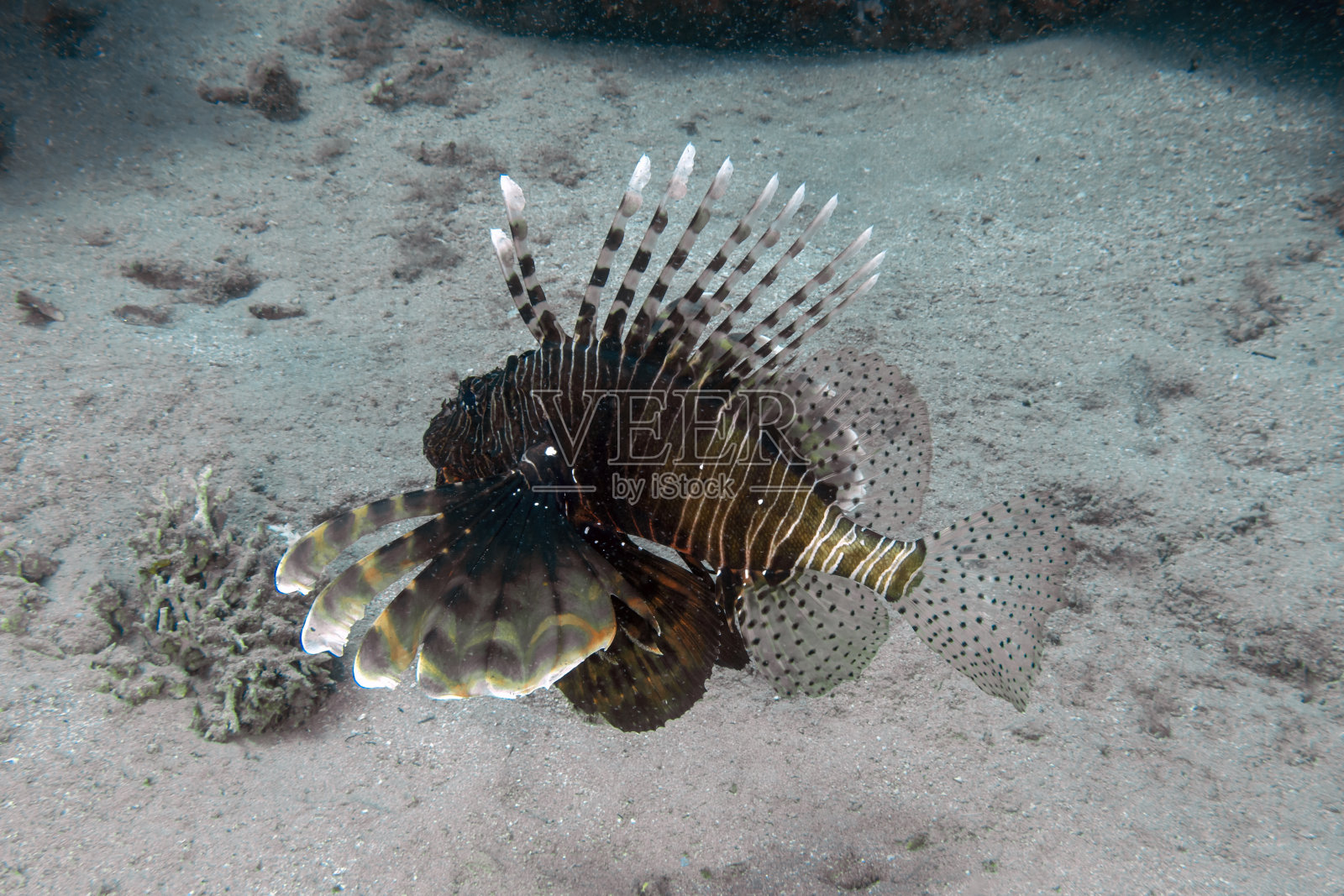 红海中的普通狮子鱼照片摄影图片