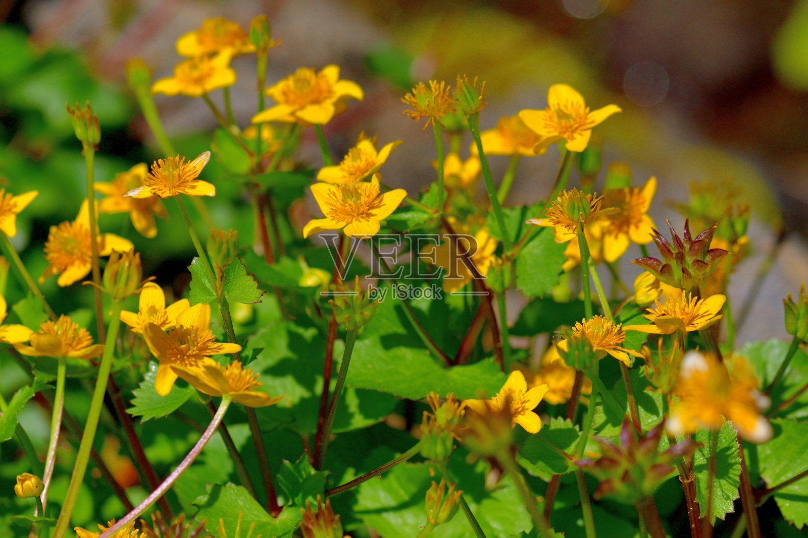 金盏花/沼泽金盏花照片摄影图片