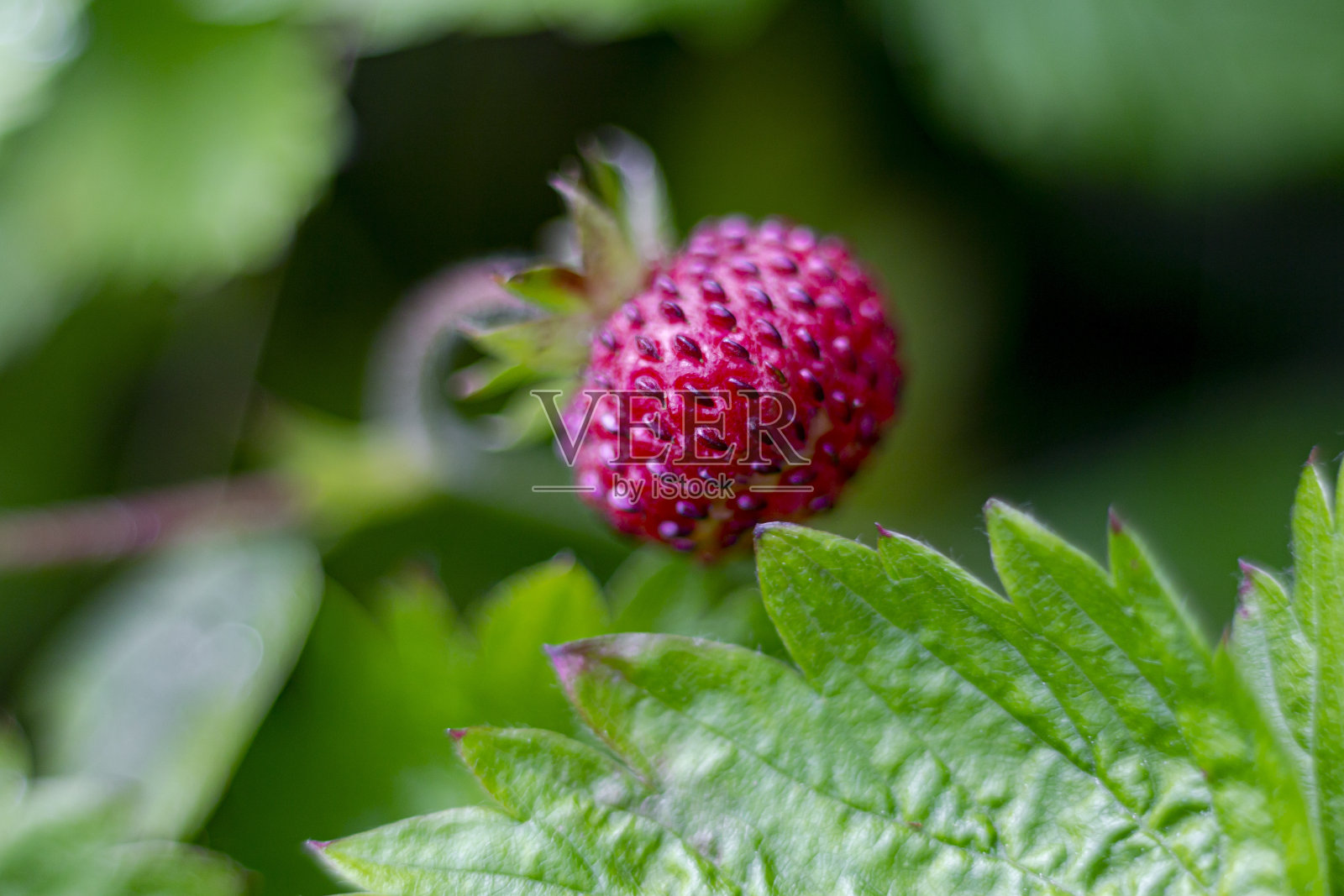 翠绿叶间的花椒果实。照片摄影图片