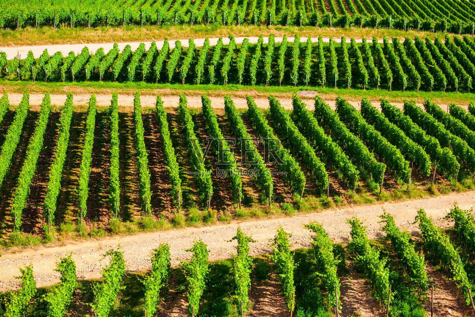 鲁德斯海姆河畔莱茵葡萄园,德国照片摄影图片