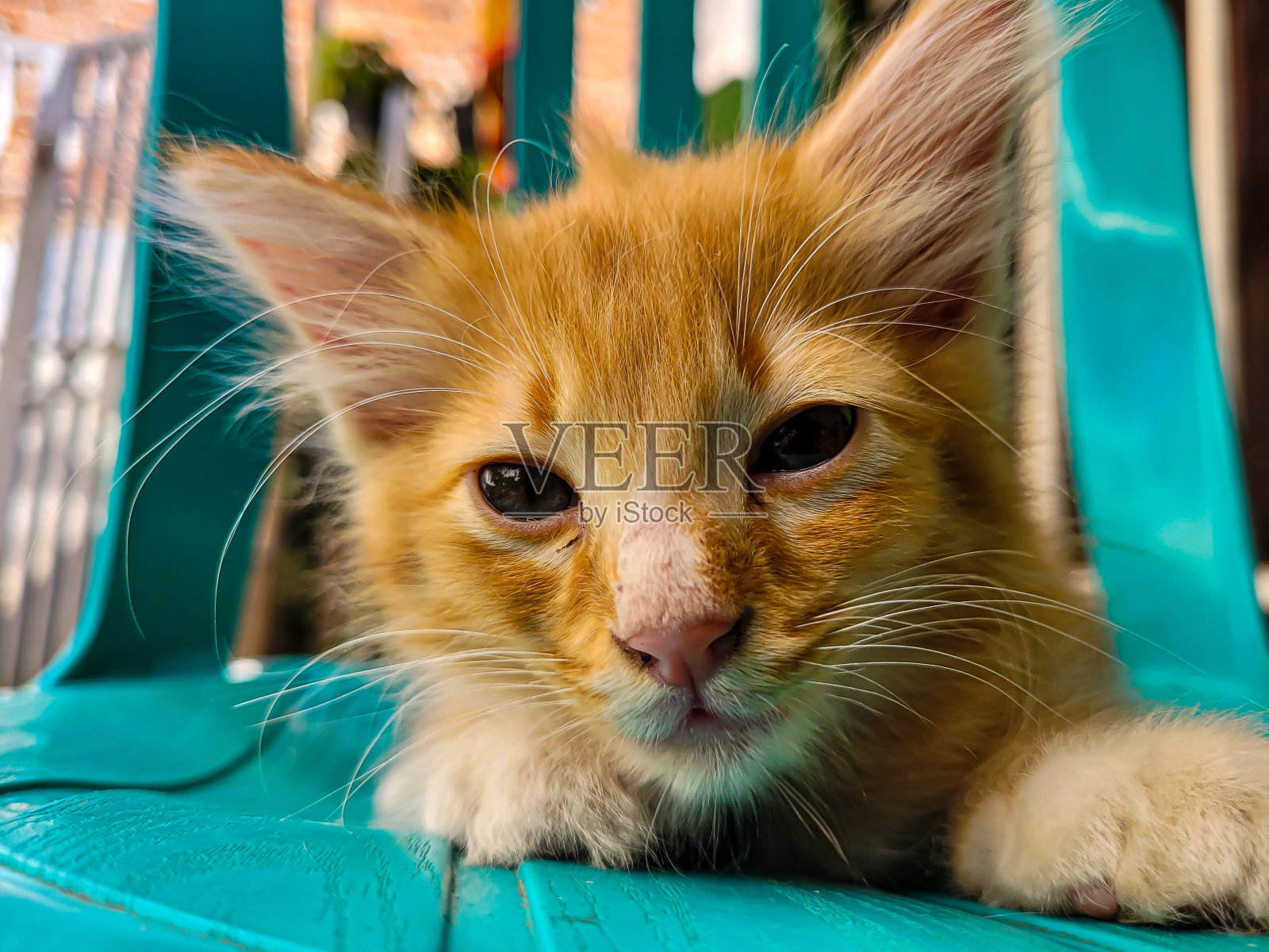 橙色的小猫很可爱照片摄影图片