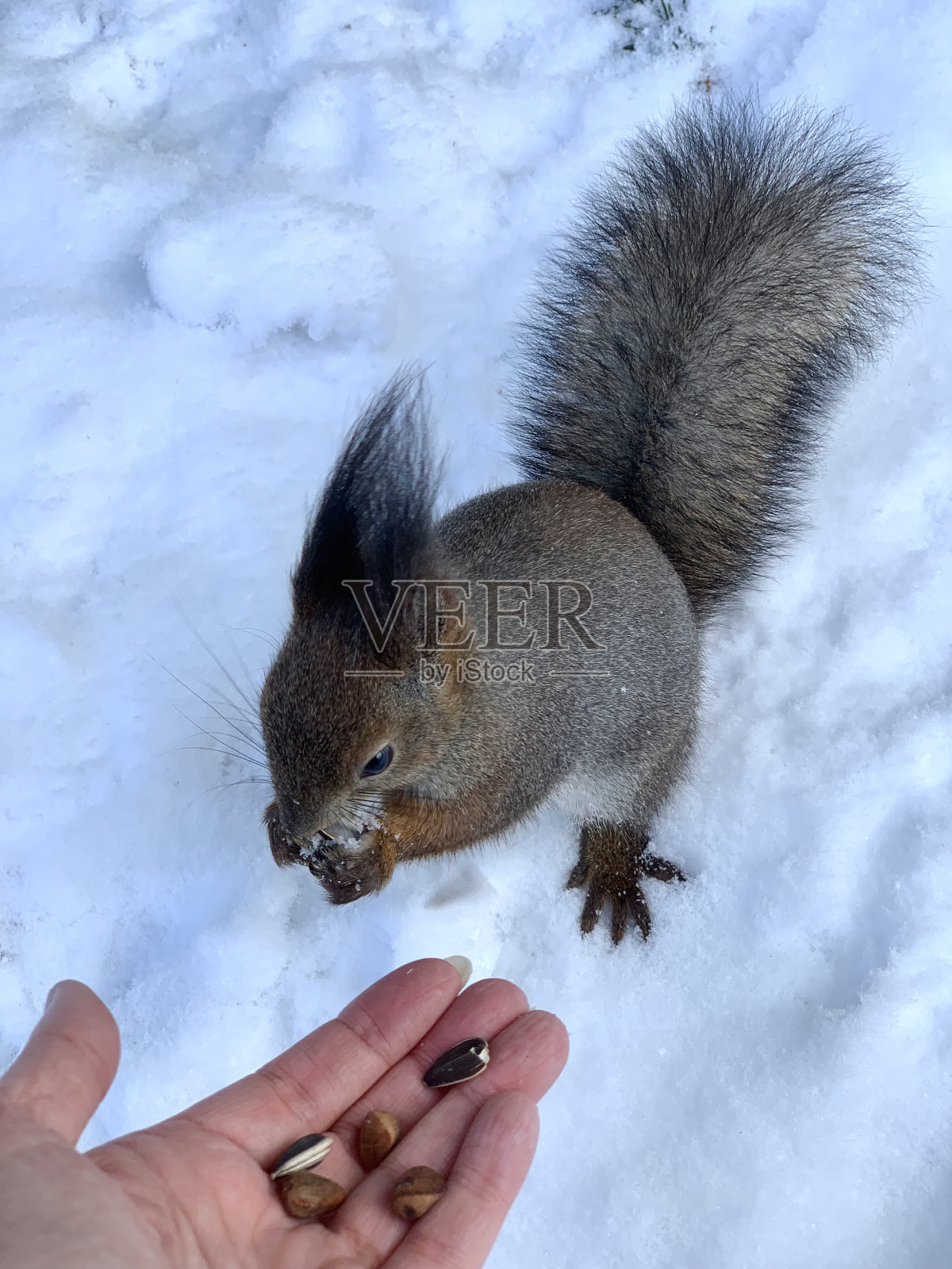 初春的公园里,一只毛茸茸的灰松鼠,红白相间的肚子,用后腿站在雪地里,从手里叼着葵花籽和坚果吃。照片摄影图片