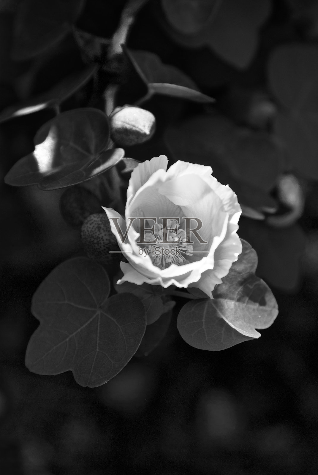 植物园里的黑白圣马科斯木槿花照片摄影图片