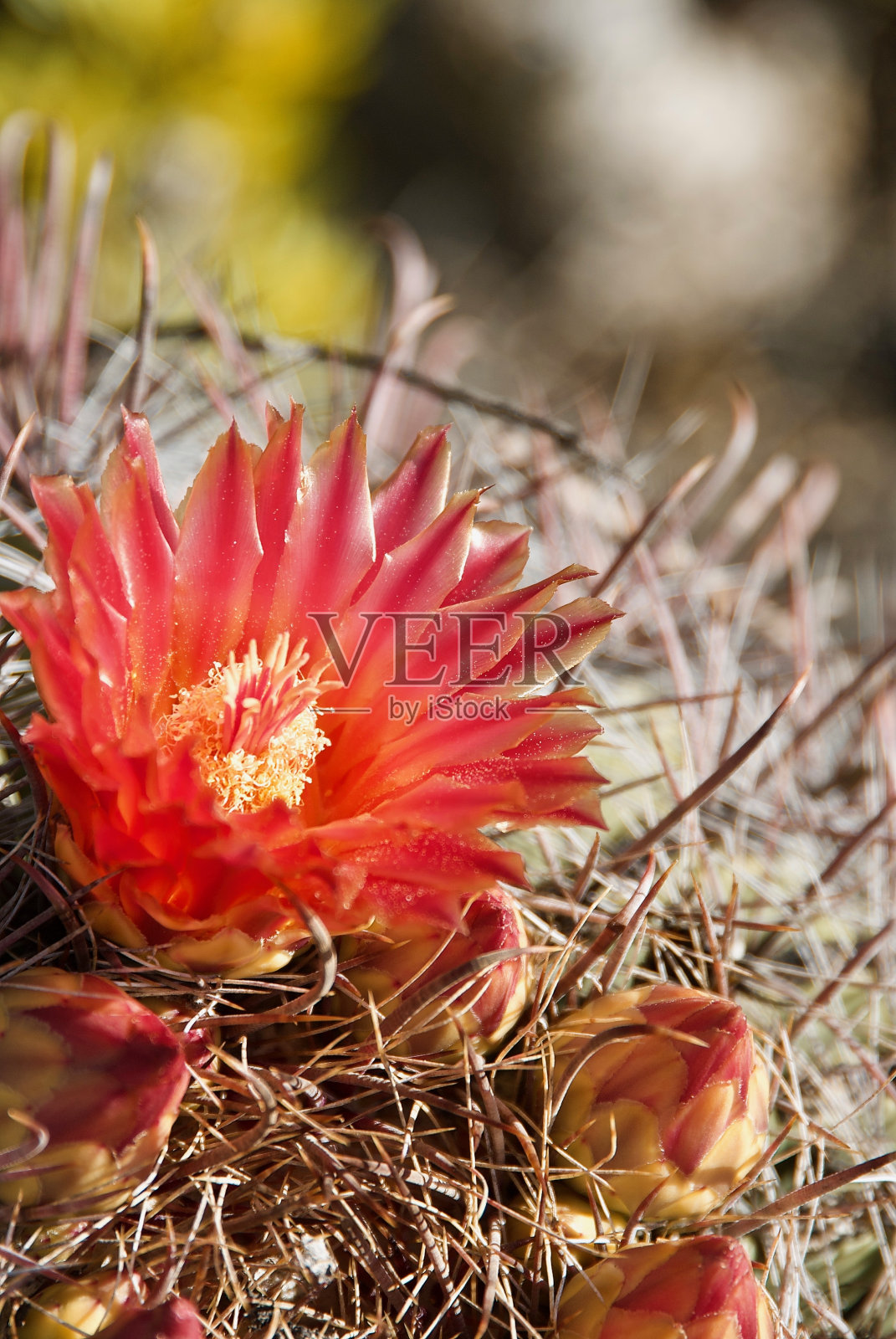 红色盛开的桶形仙人掌花在亚利桑那州图森的一个植物园里照片摄影图片