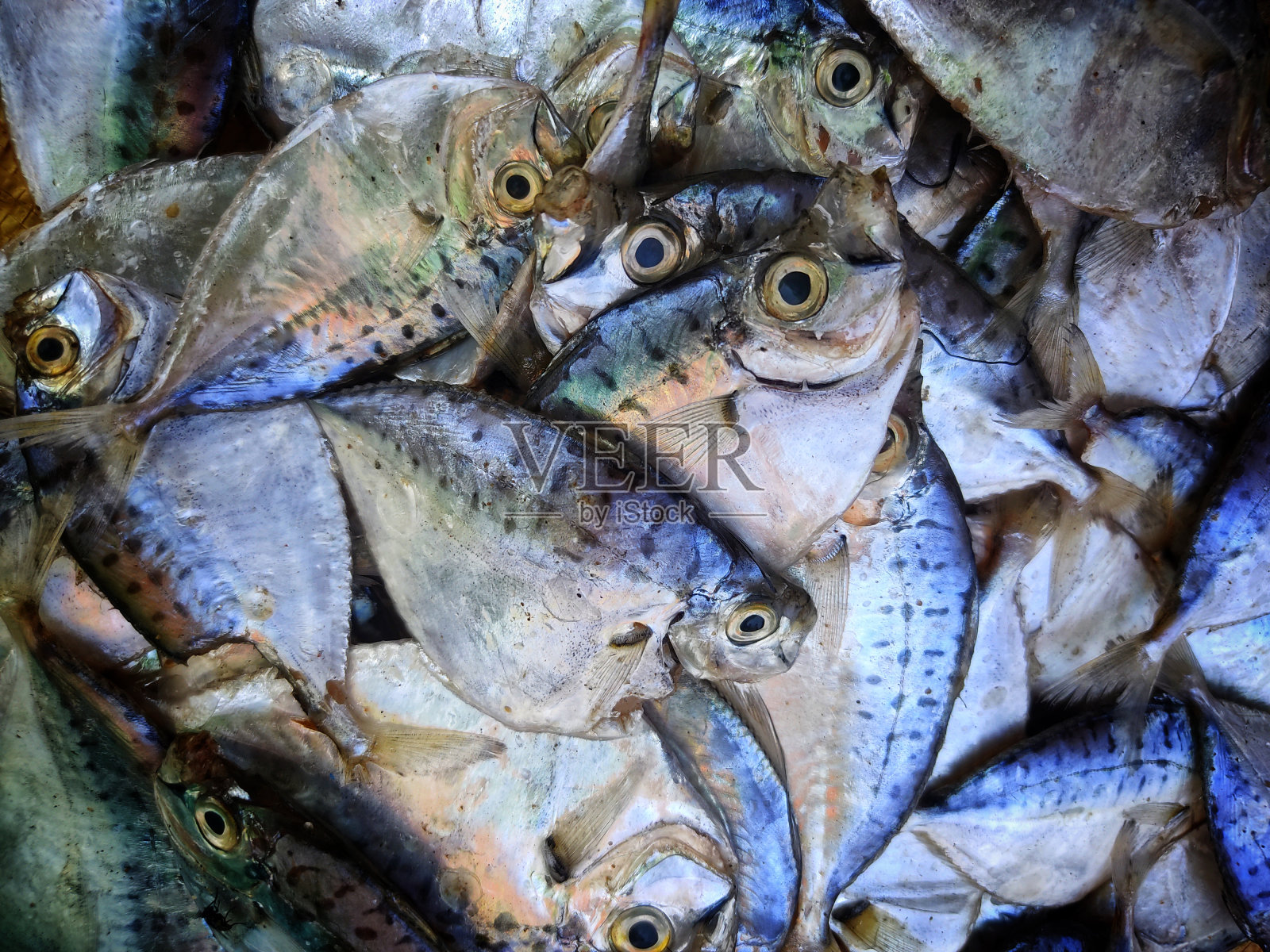 斑点半月鱼堆在印度鱼市出售高清斑纹刀鱼照片摄影图片