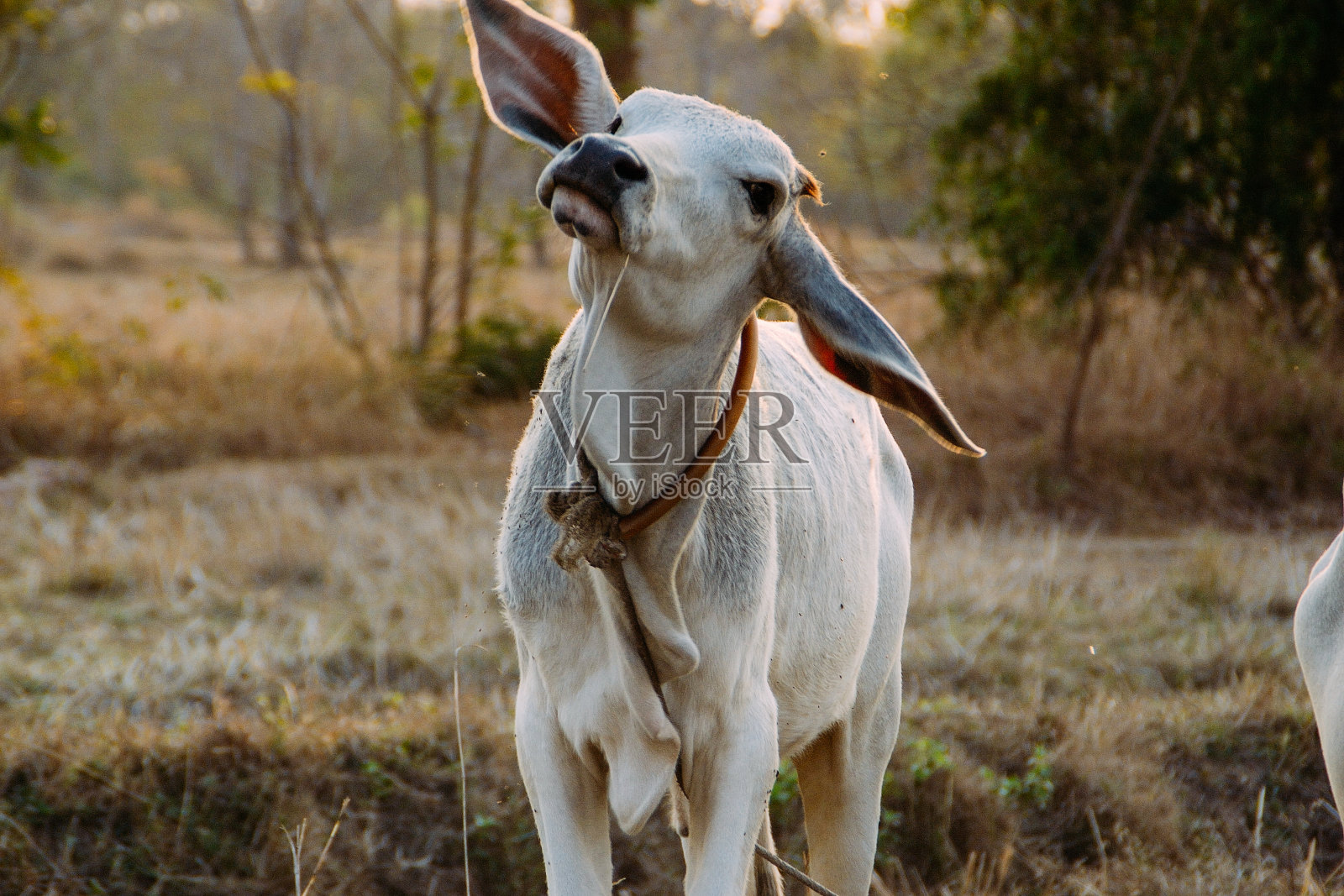 印度的牛照片摄影图片