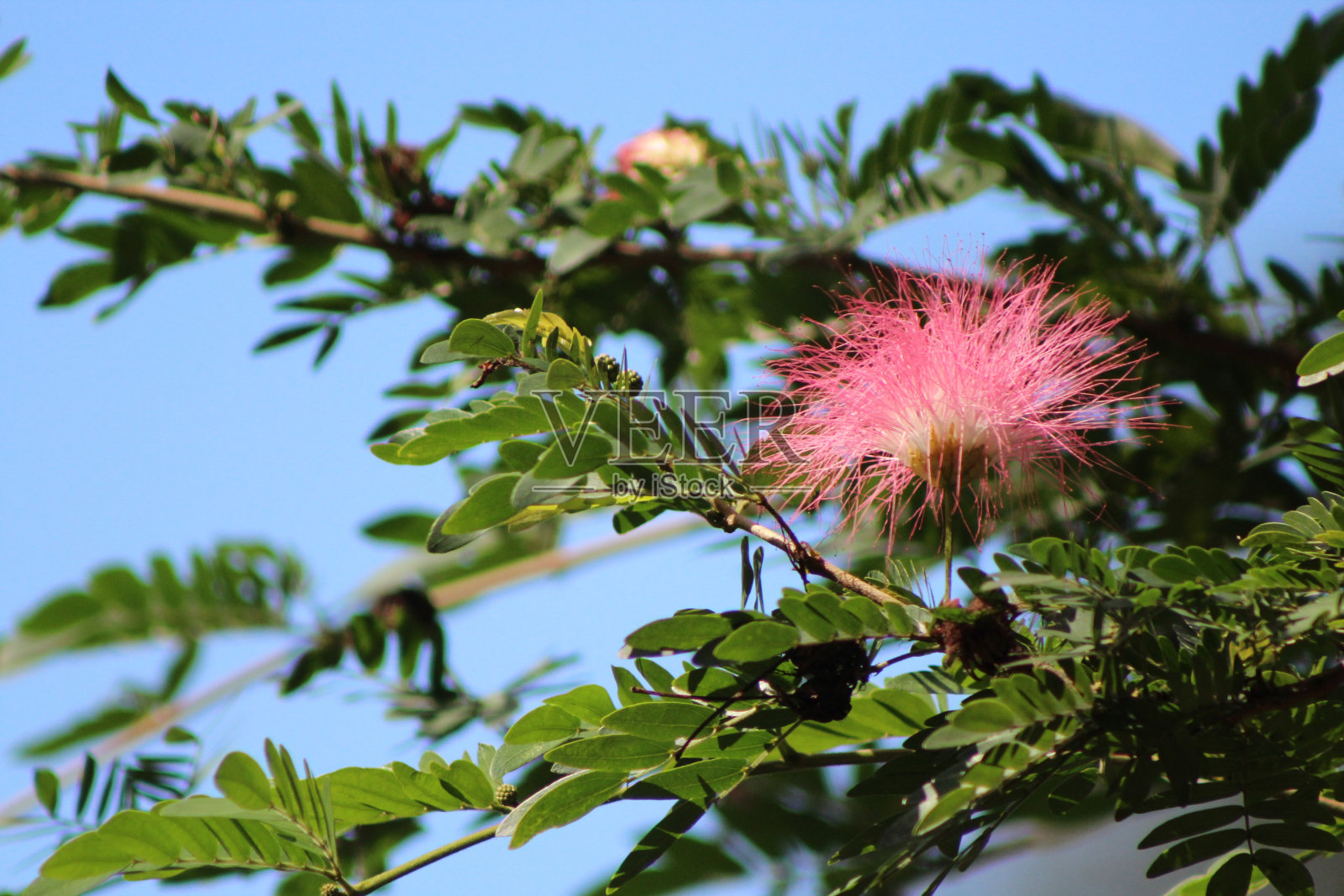 含羞草树粉红色绽放在春天与蓝天背景照片摄影图片