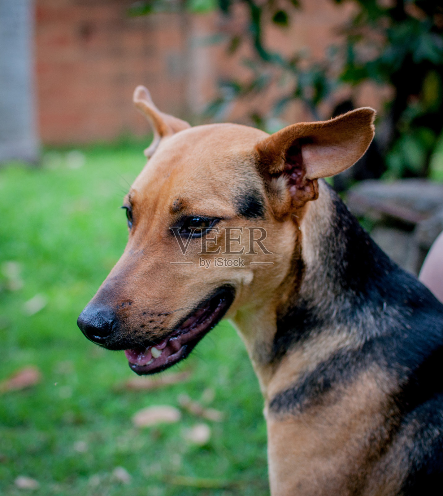 混合品种的棕色狗肖像。照片摄影图片