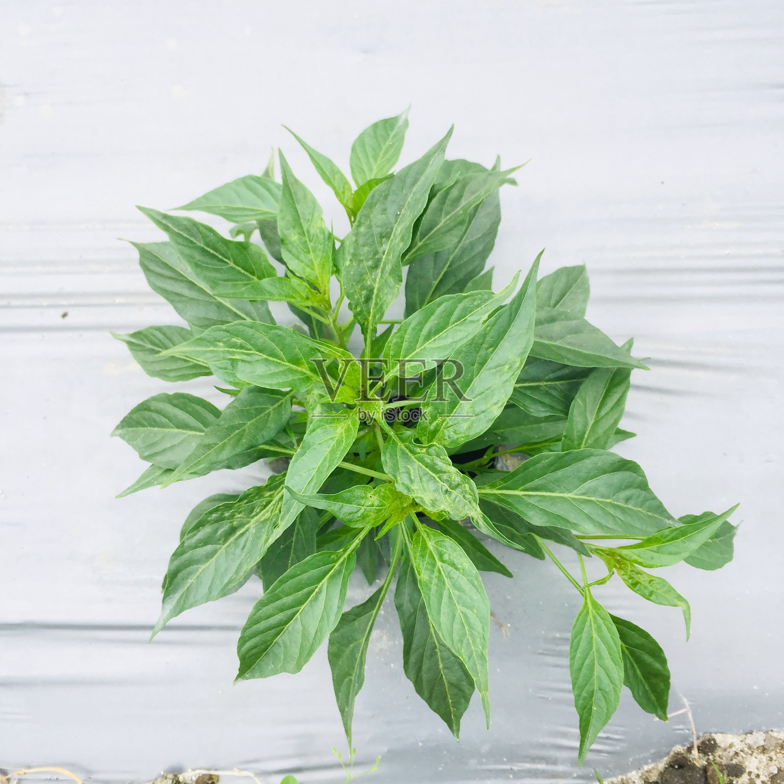 一棵辣椒树茁壮成长。照片摄影图片