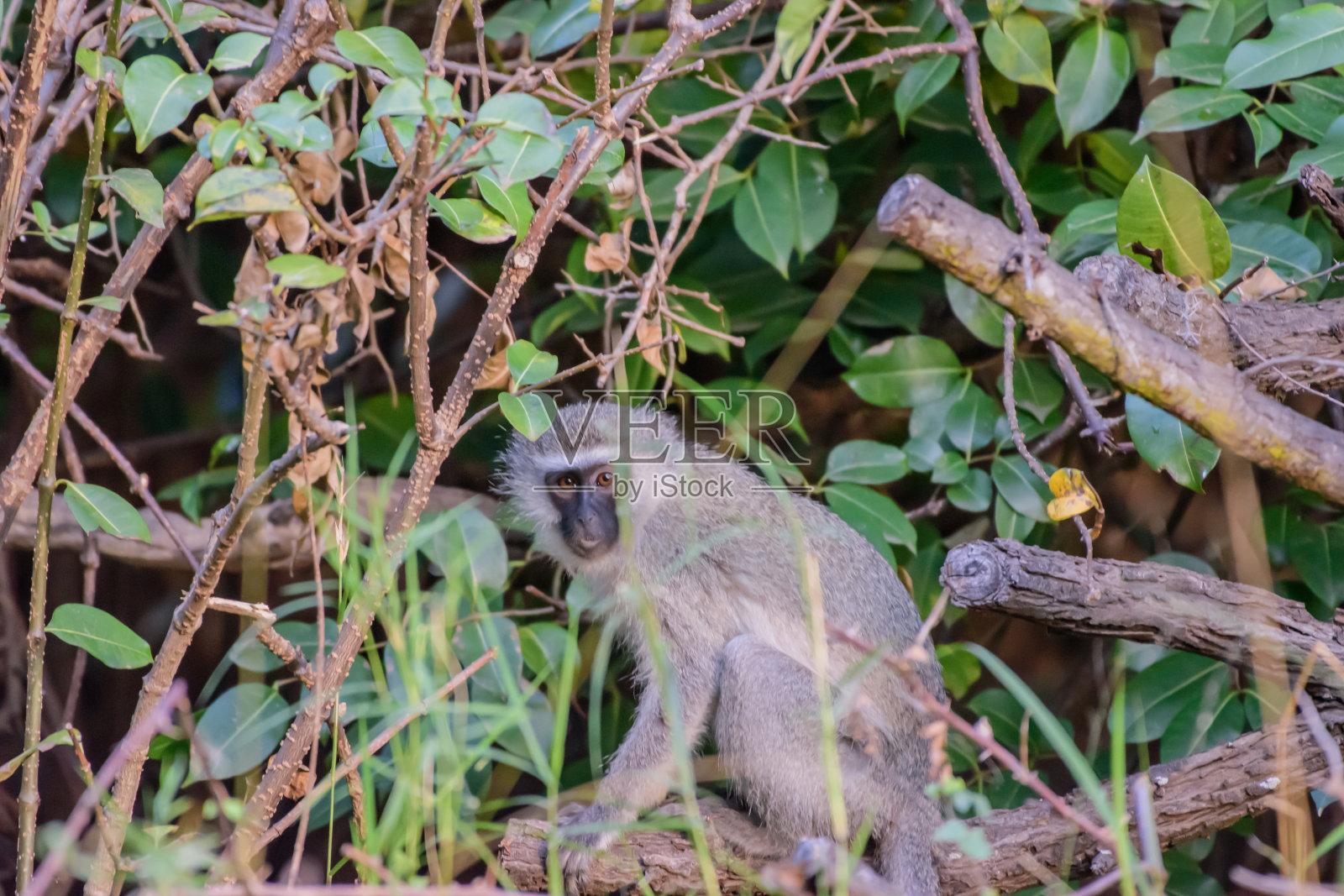 黑长尾猴,或简称黑长尾猴,是一种原产于非洲的旧大陆猴。照片摄影图片