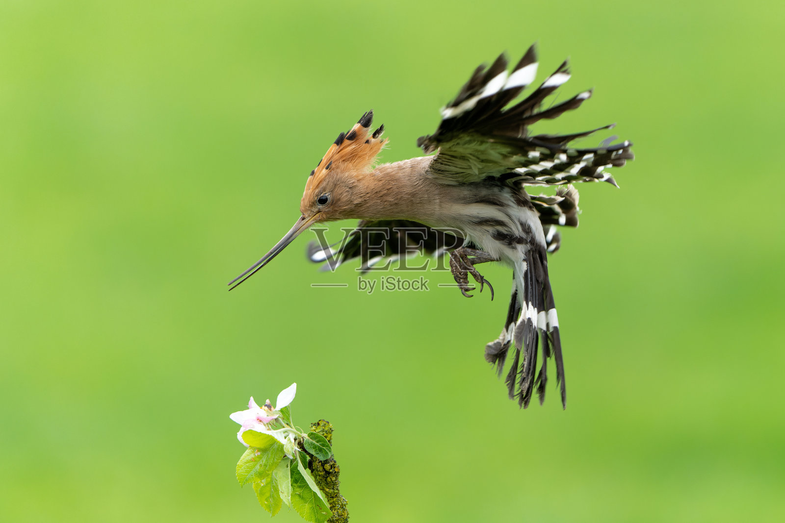 欧亚天竺鸟飞行照片摄影图片