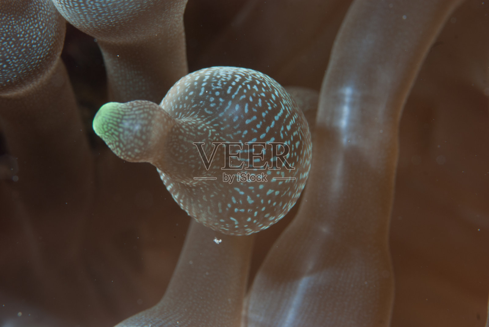 四色泡泡海葵照片摄影图片