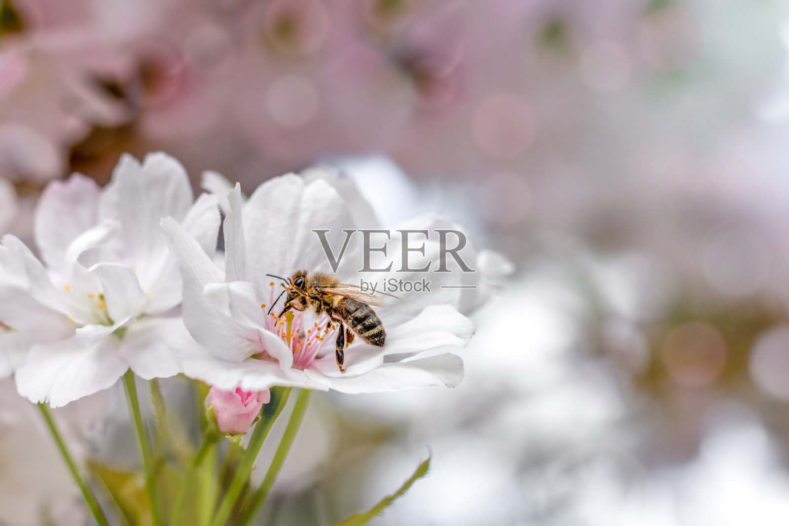 蜜蜂从樱花上采集花粉。夏天和春天的背景。盛开的白色樱花。铭文的地方。Copyspace照片摄影图片